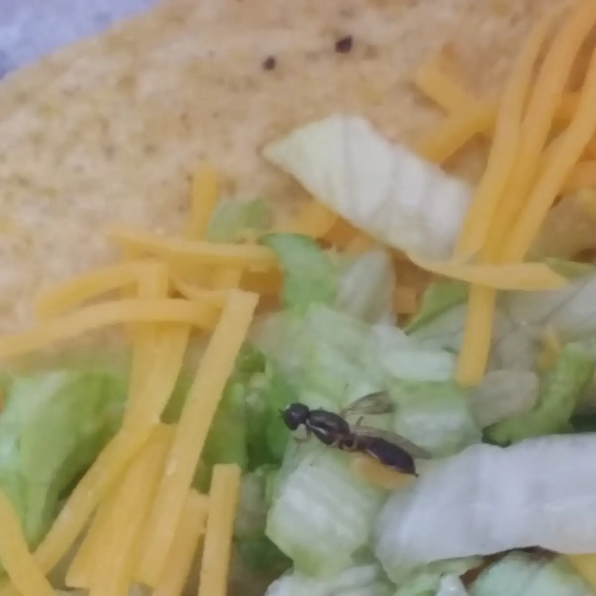 Hard Tacos