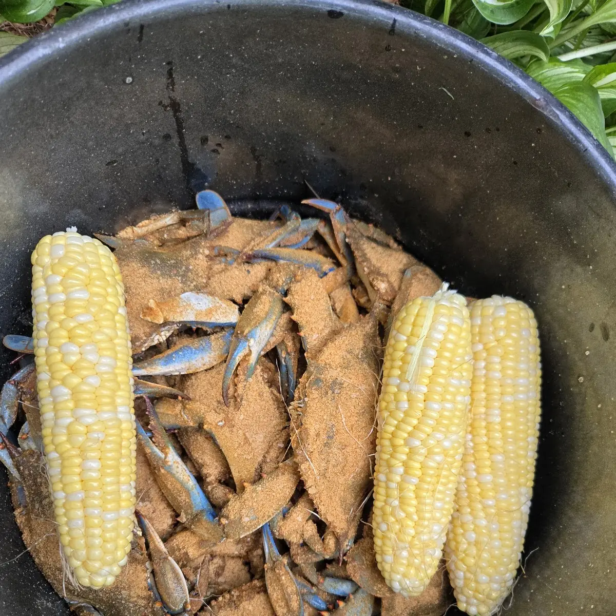 Sweet Corn