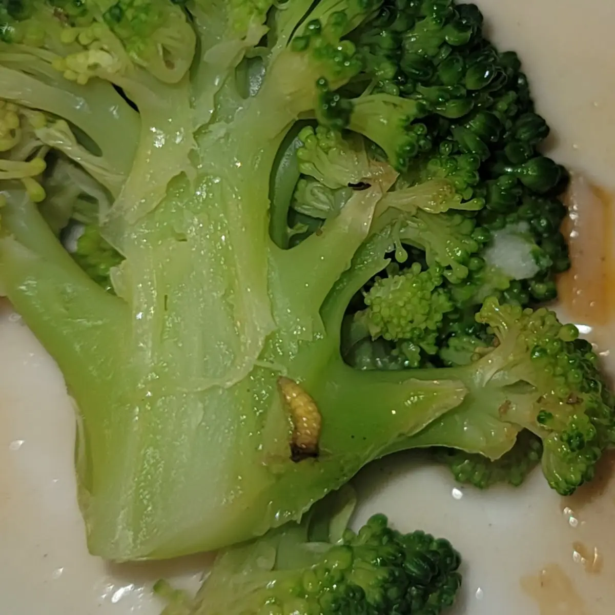 Fresh Steamed Broccoli