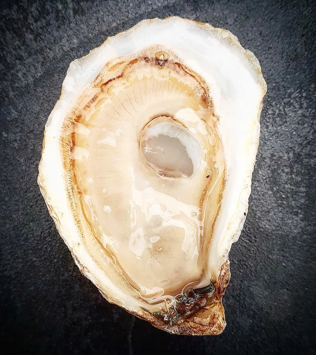 Highlights, Island Oysters Restaurant & Bar