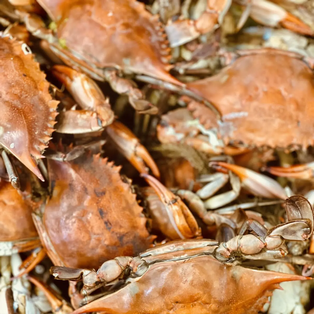 Hard Shell Crabs