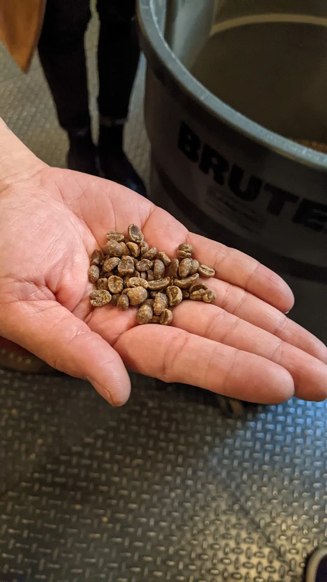 Kopi Luwak