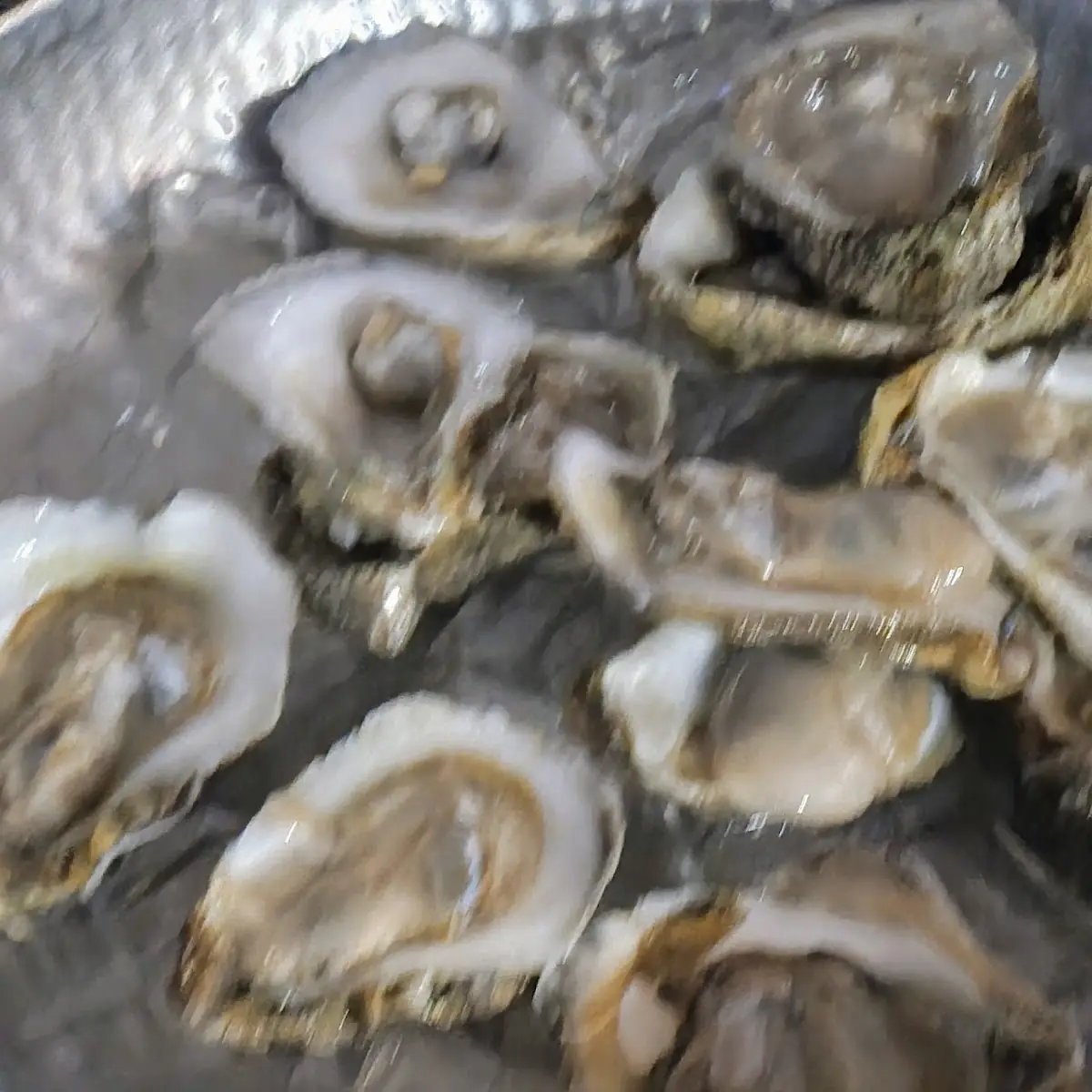 Gulf Oysters
