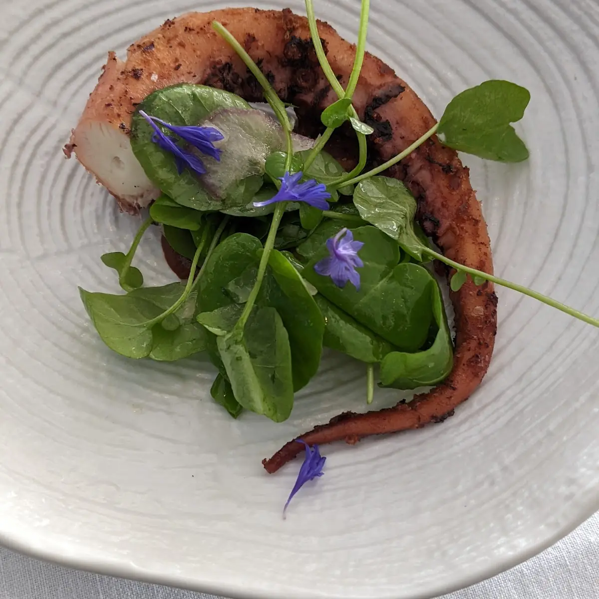 Grilled Octopus