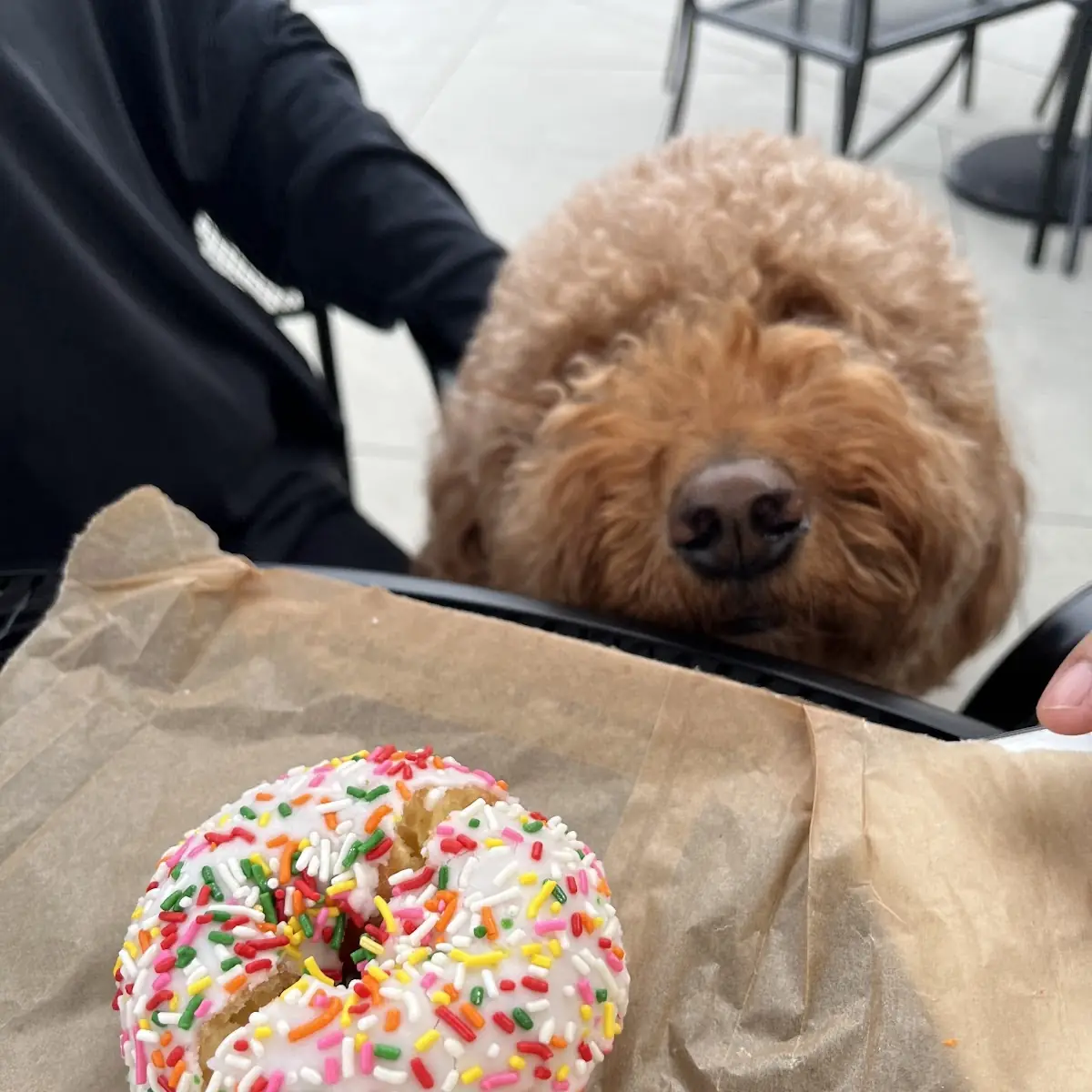 Doughnut