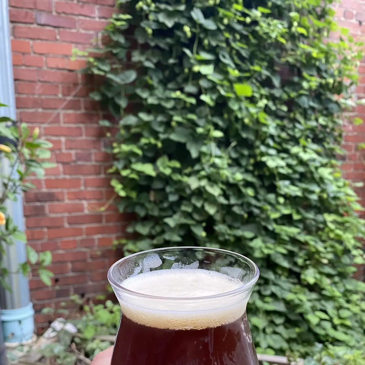 Four Seasons Black IPA