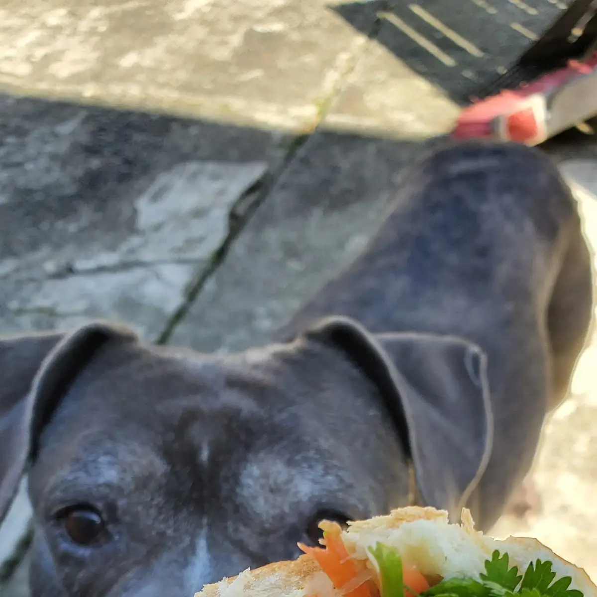 Pork Banh MI