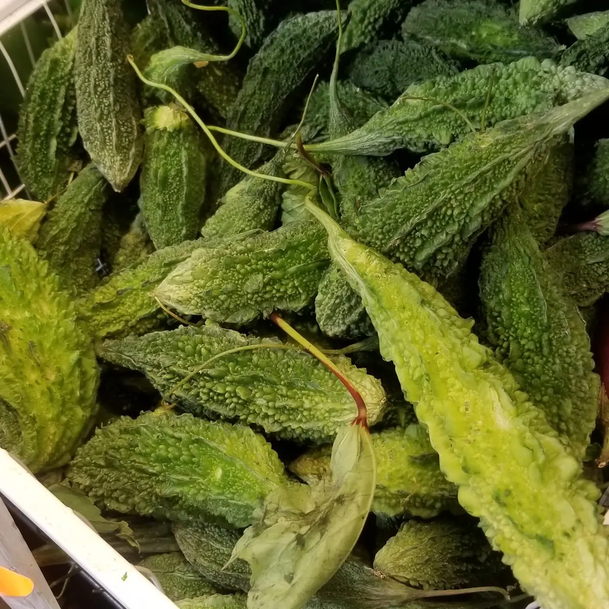 Bitter Melon