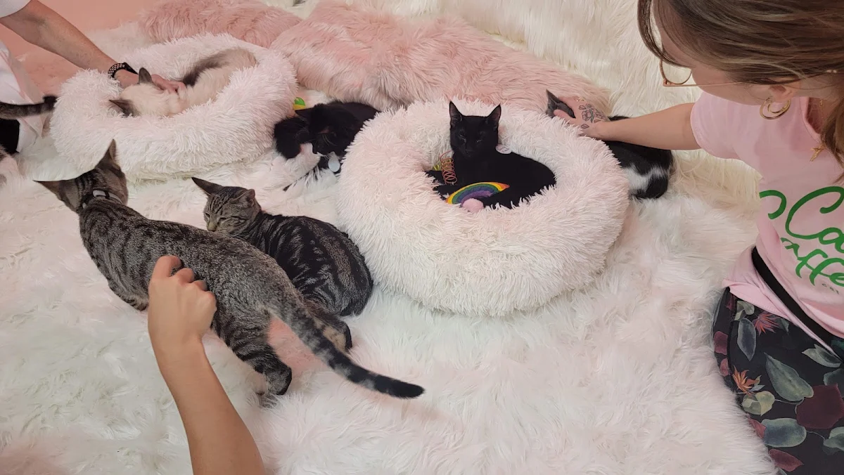 Cat Noodle Soup