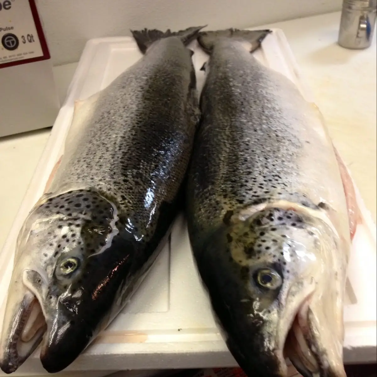Atlantic Salmon
