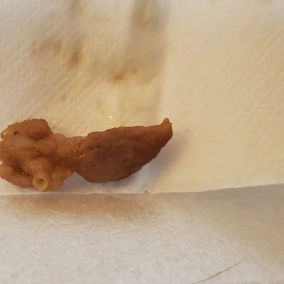 Combo Lo Mein