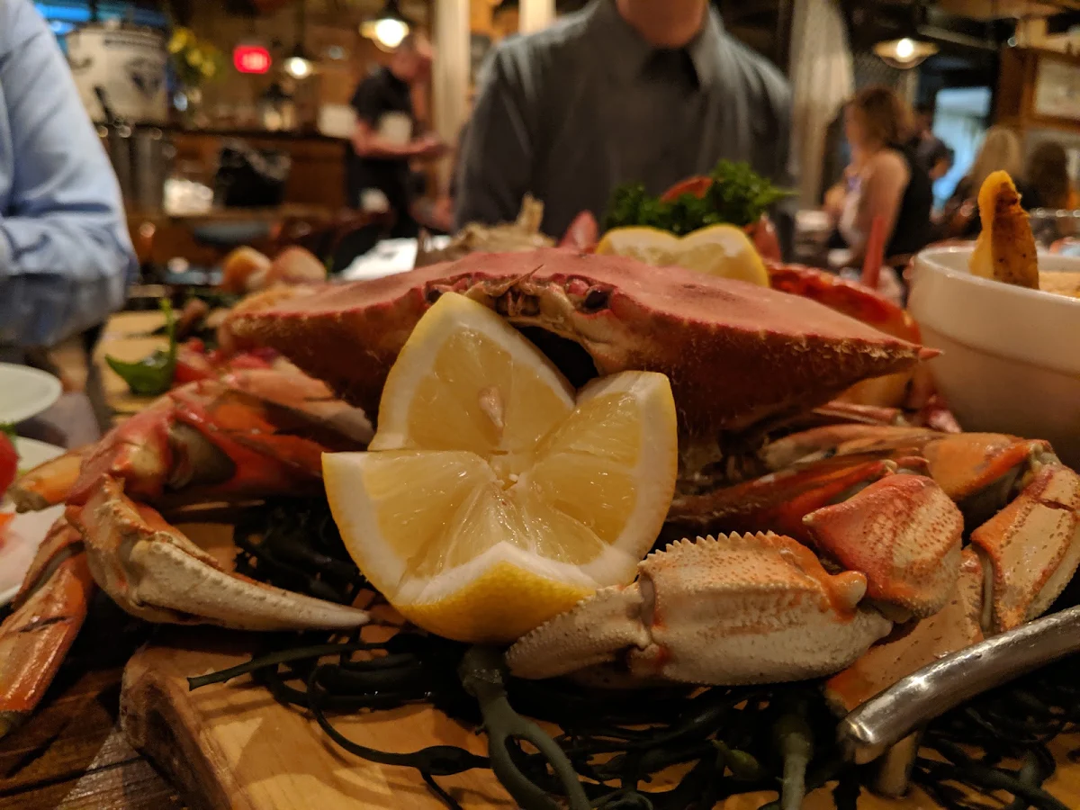 Dungeness Crab