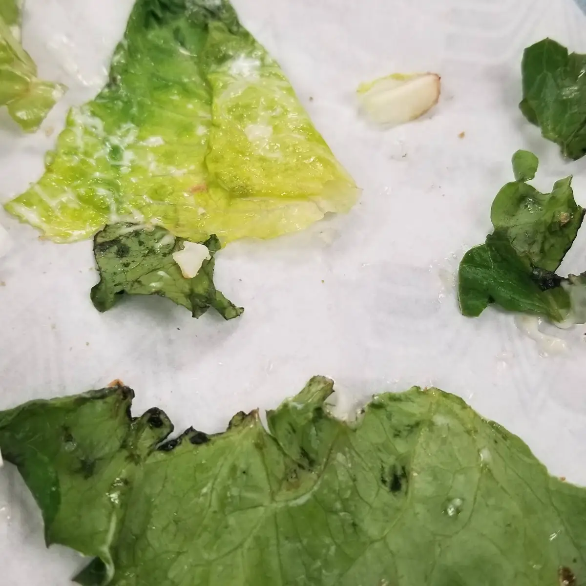 Rotten Lettus in Fish Sandwich