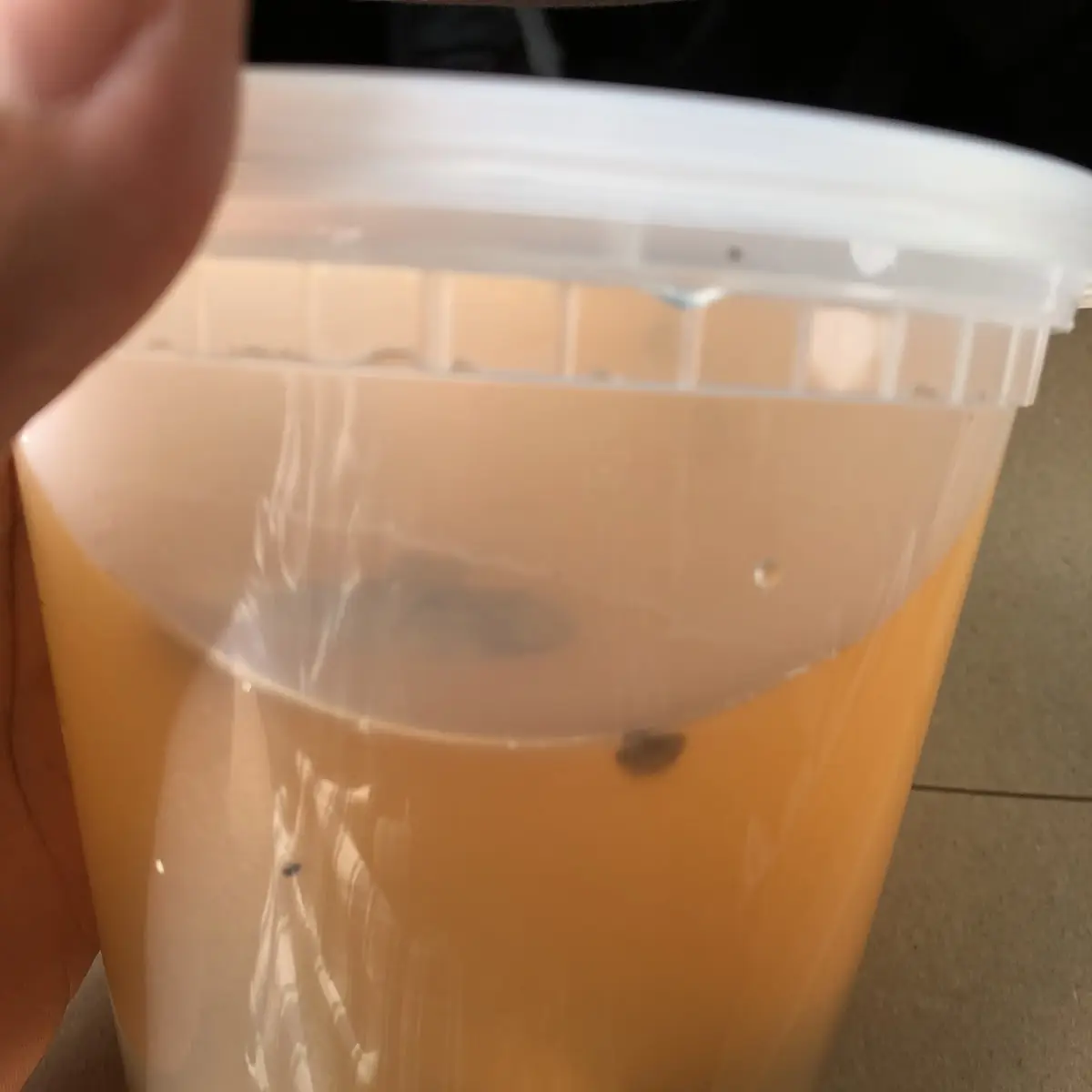 Pho Broth