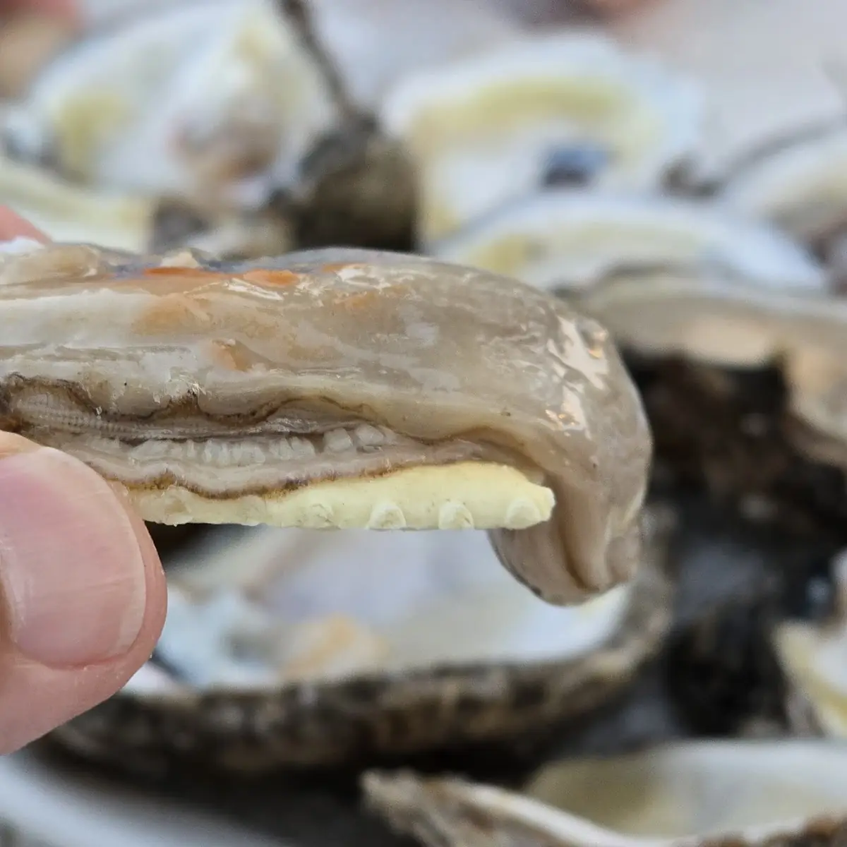 Raw Oysters
