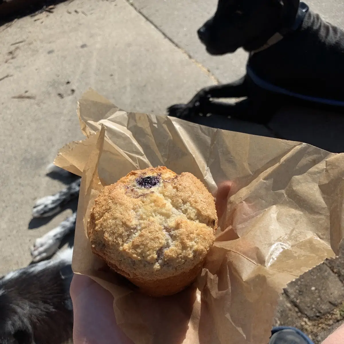 Blueberry Muffin
