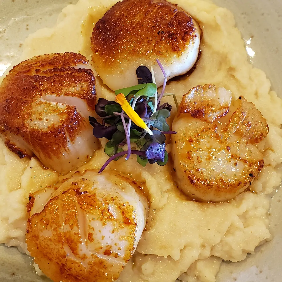 Sea Scallops