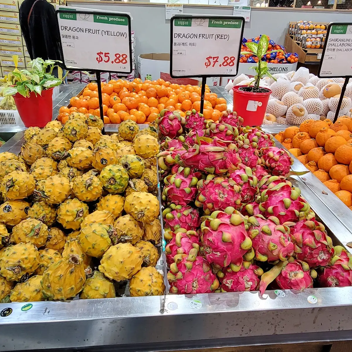 Dragon Fruit