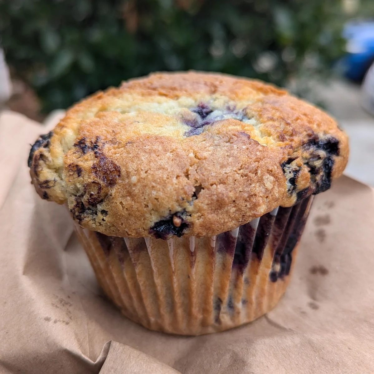Blueberry Muffin