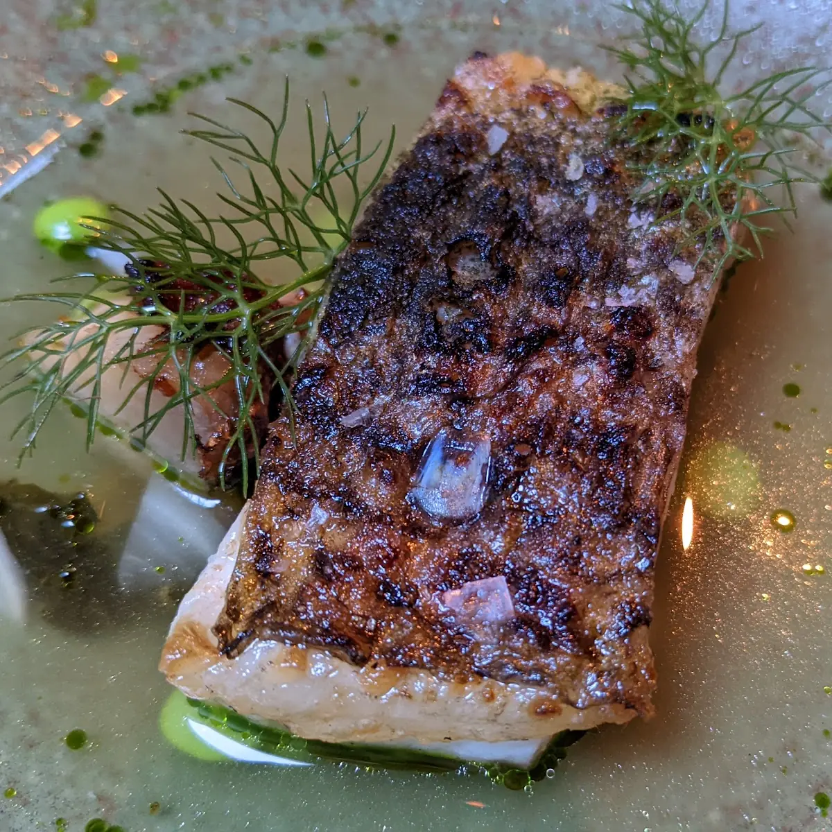 Black Cod