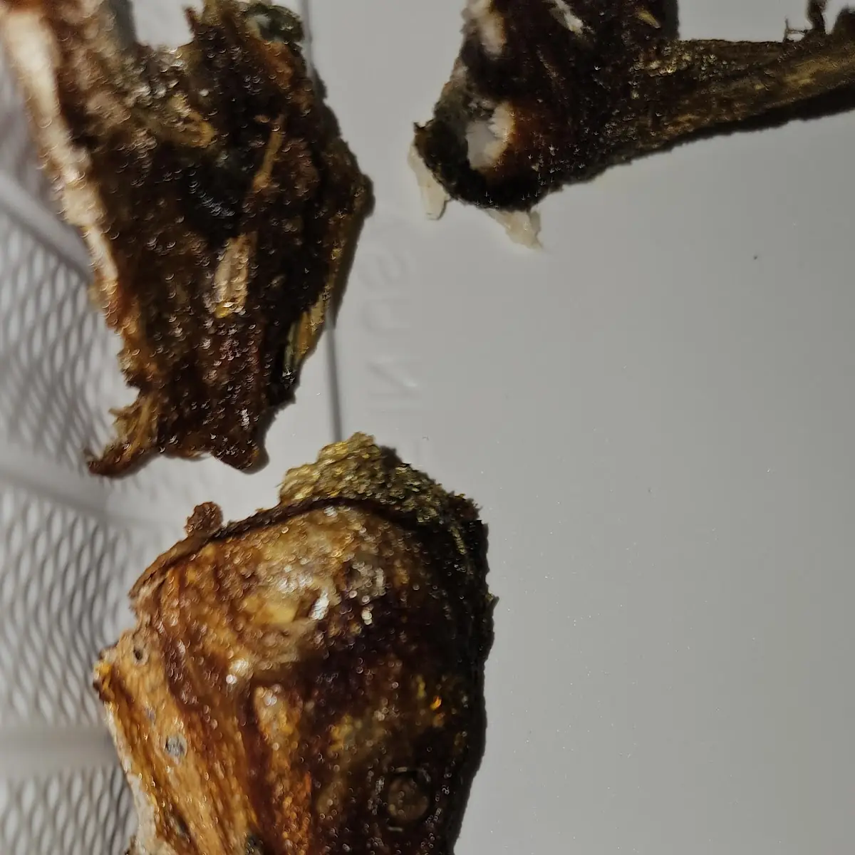 Fried Fish