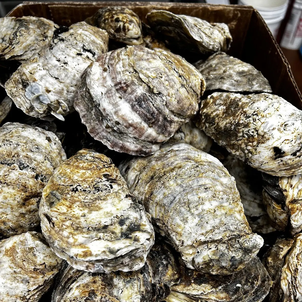 Fresh Oysters