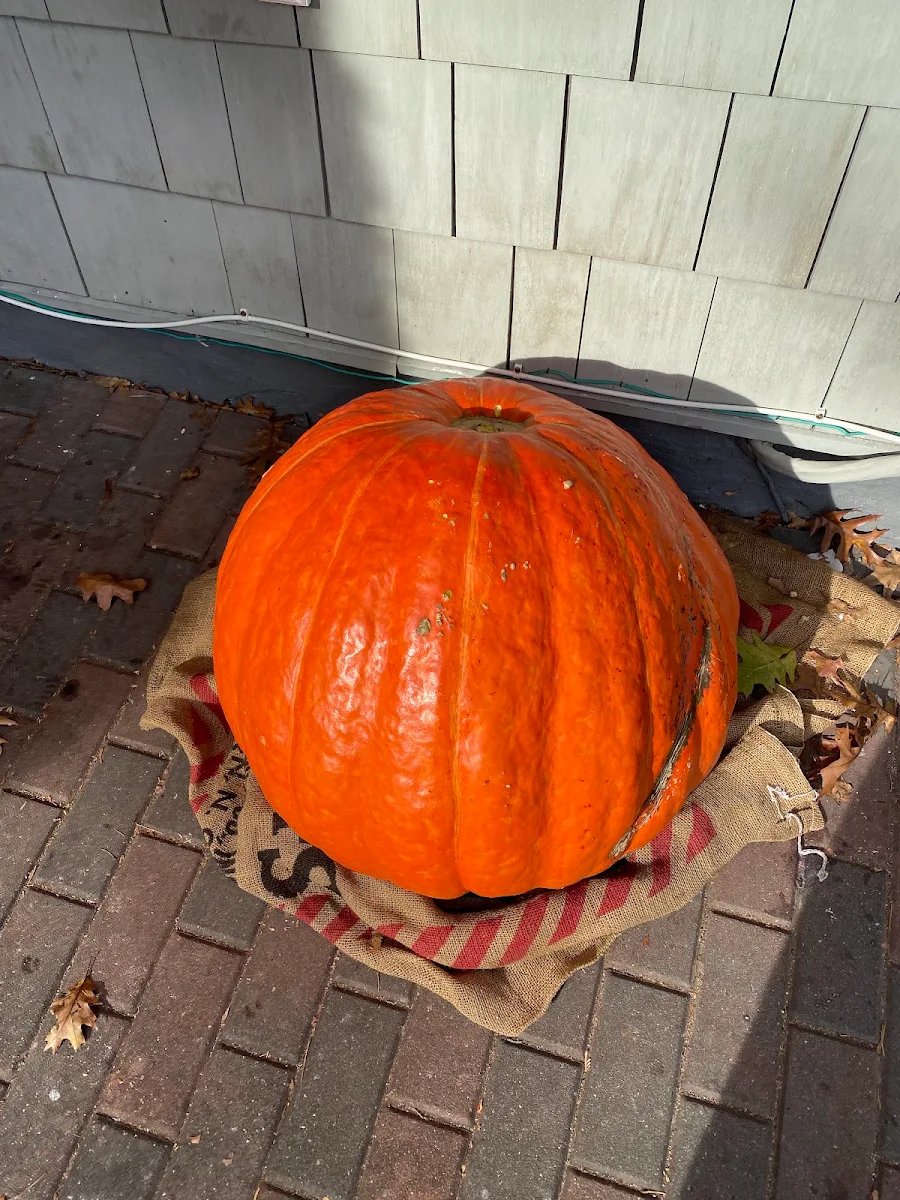 Pumpkin Pie