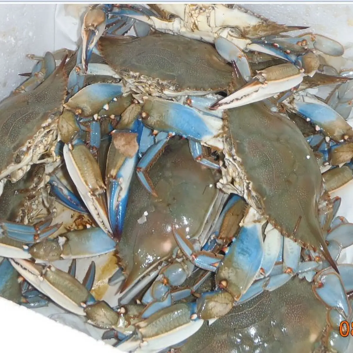 Steamed Crabs Priced Daily