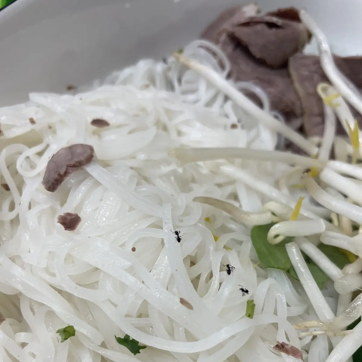 V1. Combo Vermicelli Bow