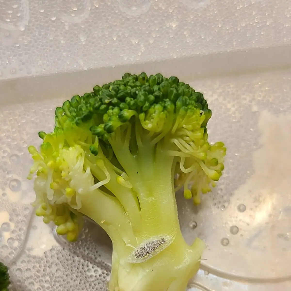 Steamed Broccoli