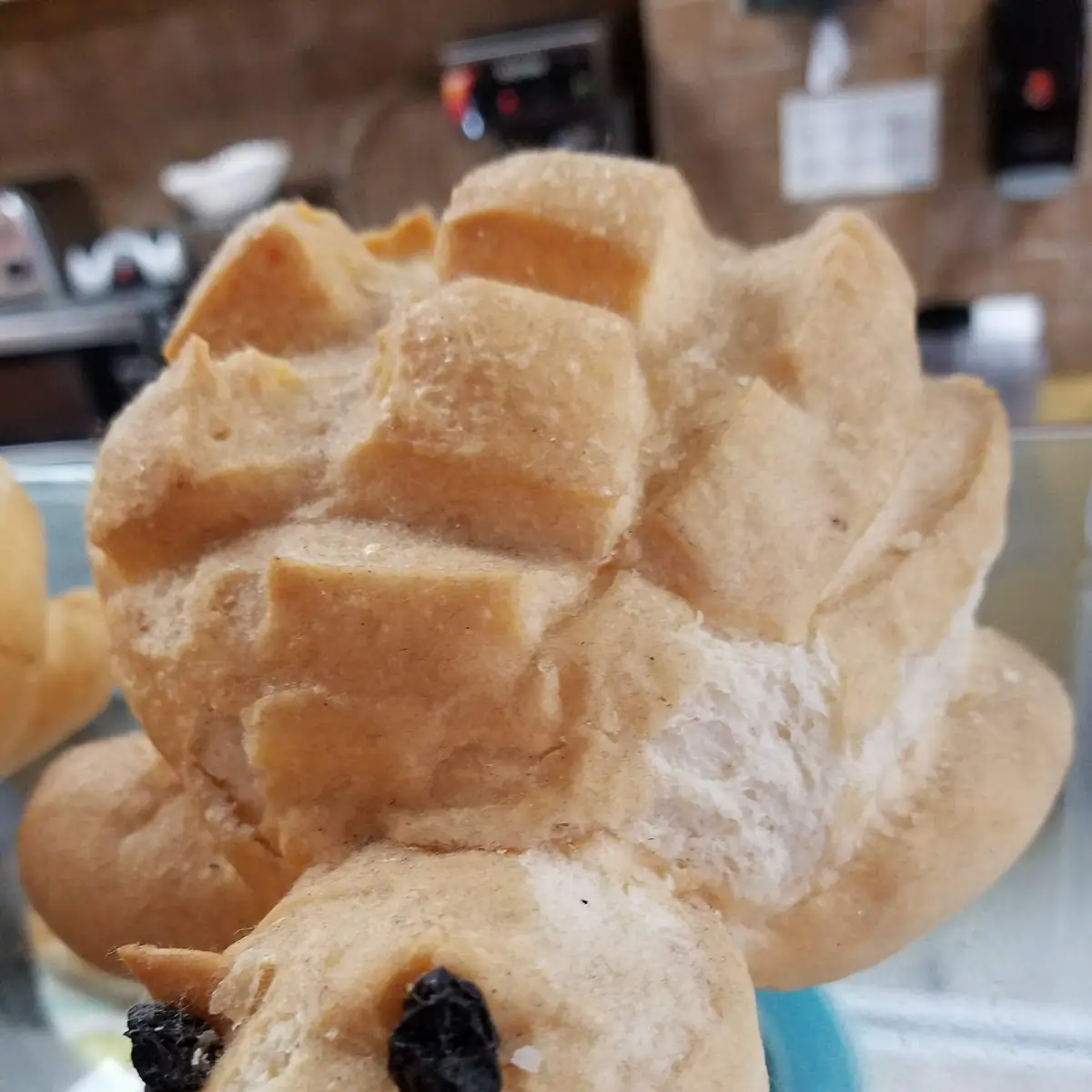 Dough Turtle Do not Eat