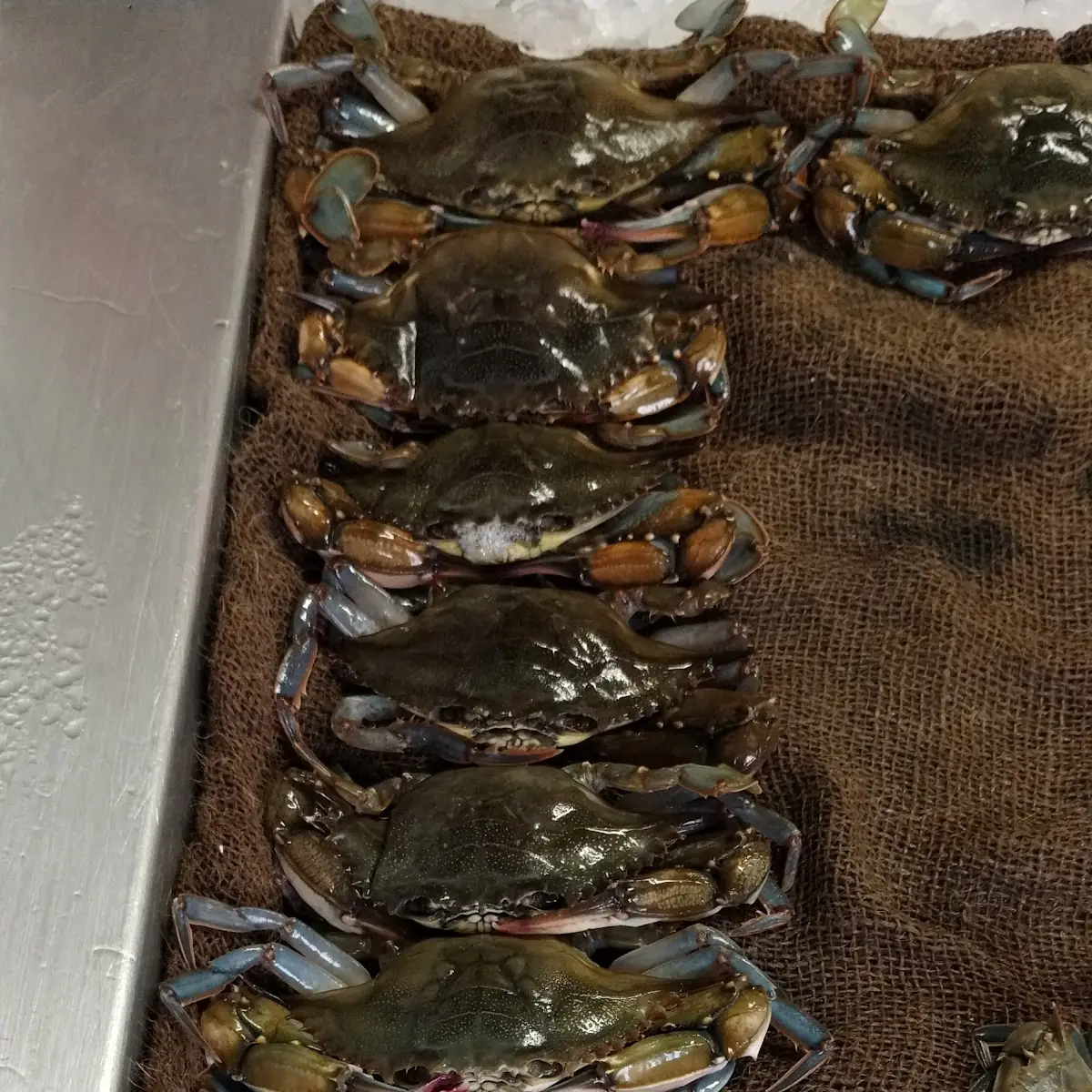 North Carolina Blue Crabs