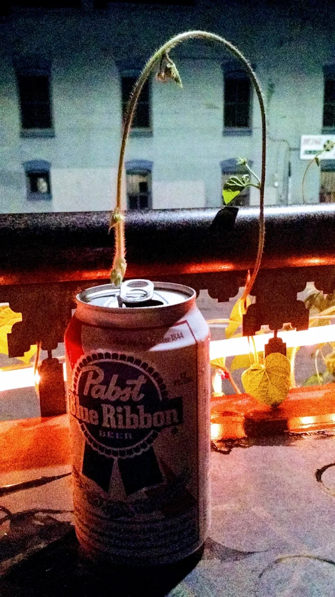 Pabst Blue Ribbon