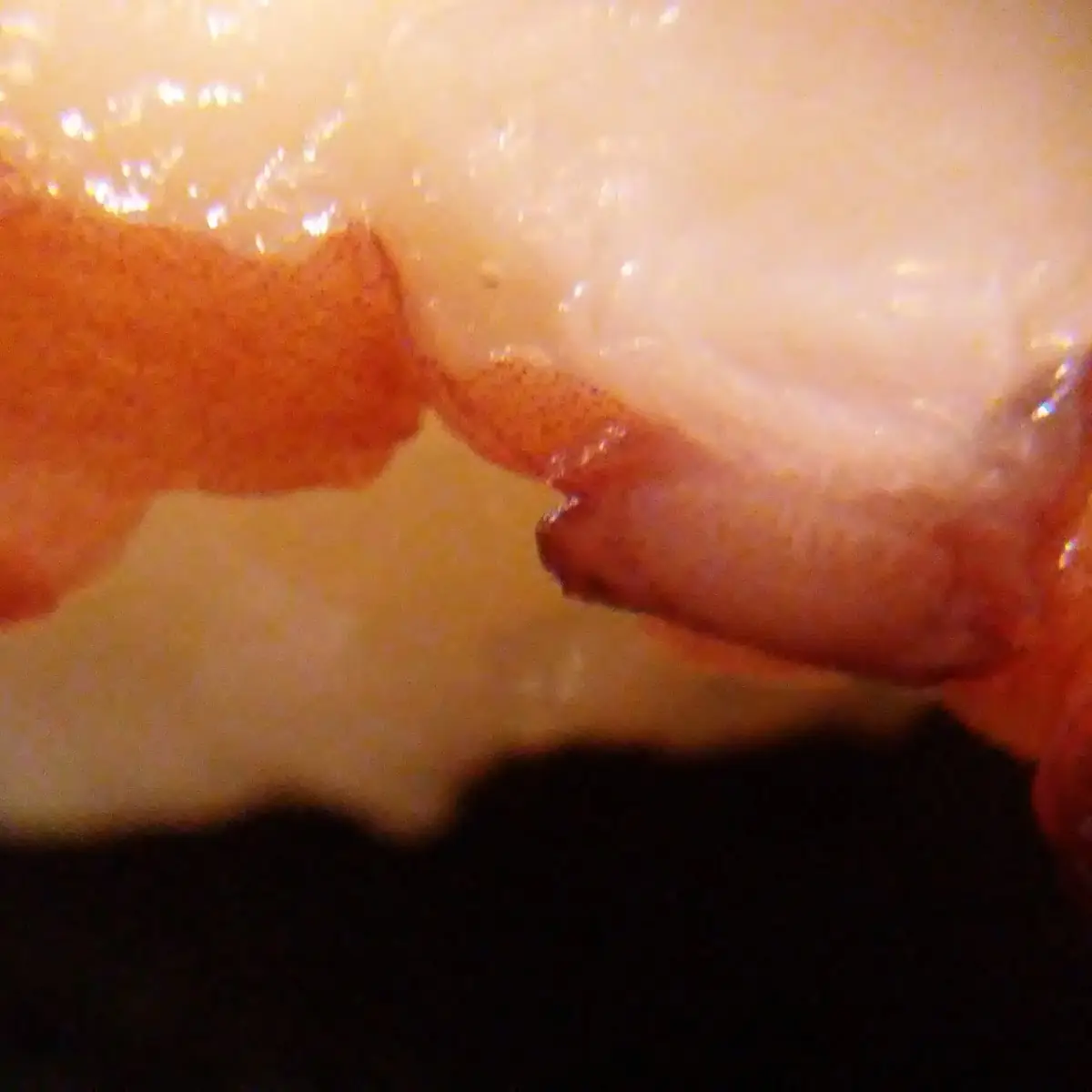 Tako Nigiri
