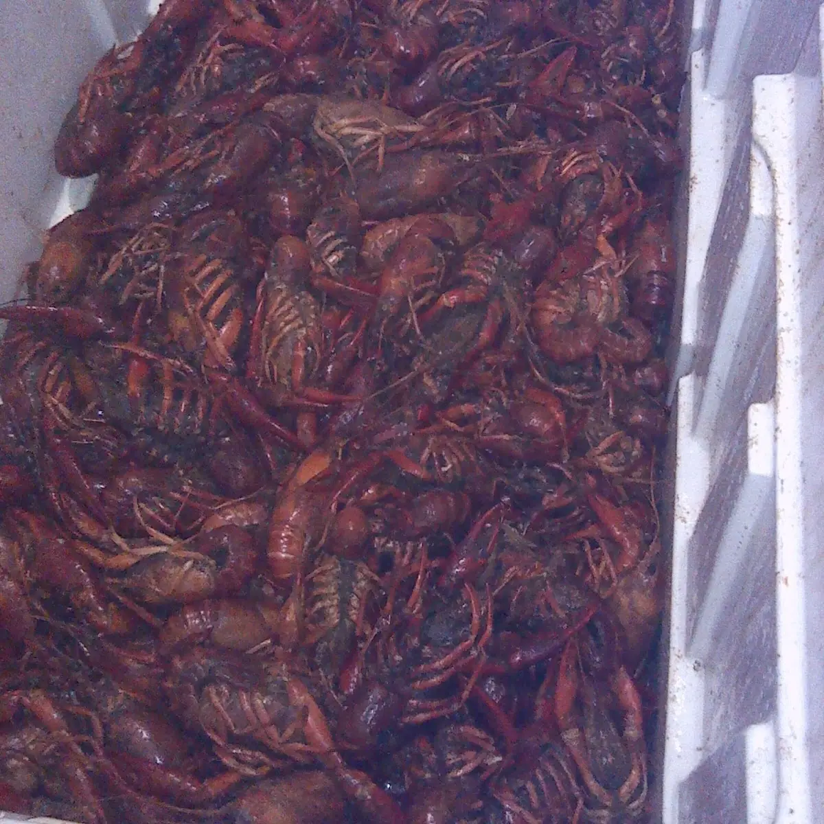 Boiled Crawfish