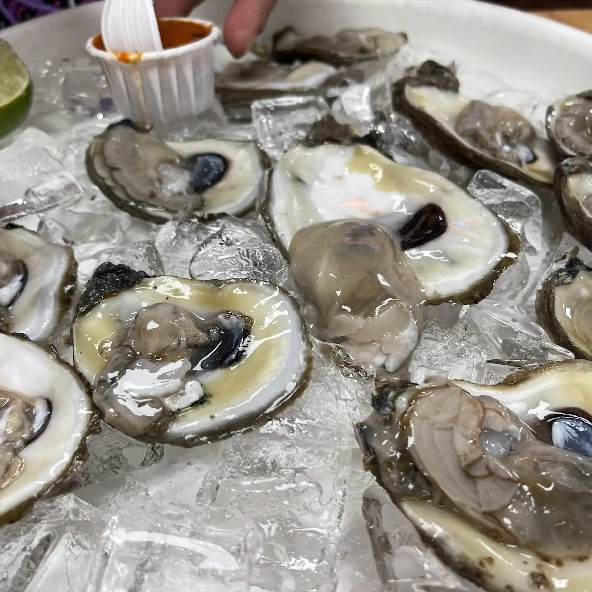 Fresh Oysters