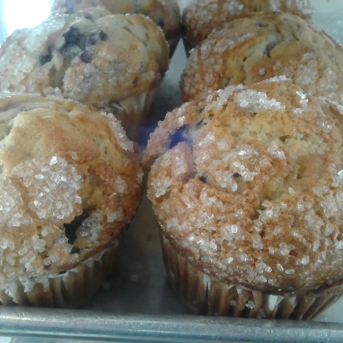 Blueberry Muffin