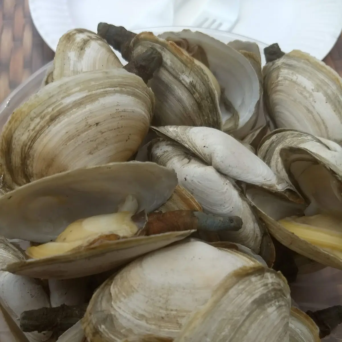 Steamed Clams