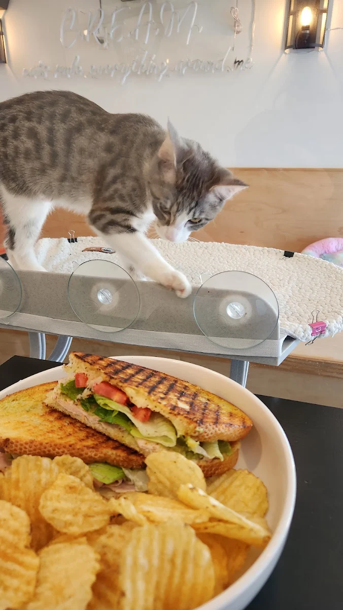 Kitten Grilled Cheese