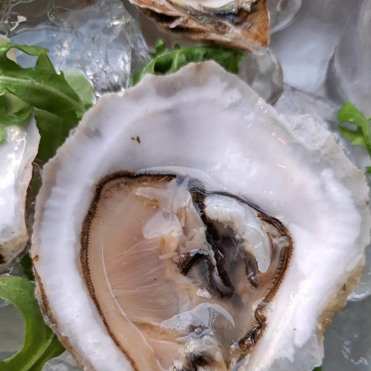 Oysters on a Half Shell Each