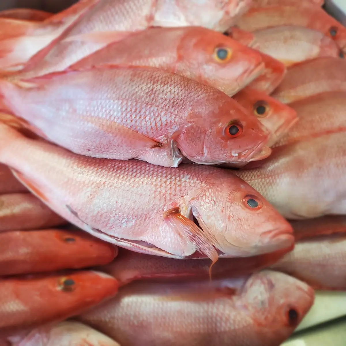 Fresh Red Snapper