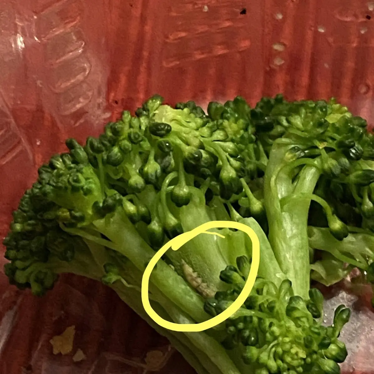 Steamed Broccoli