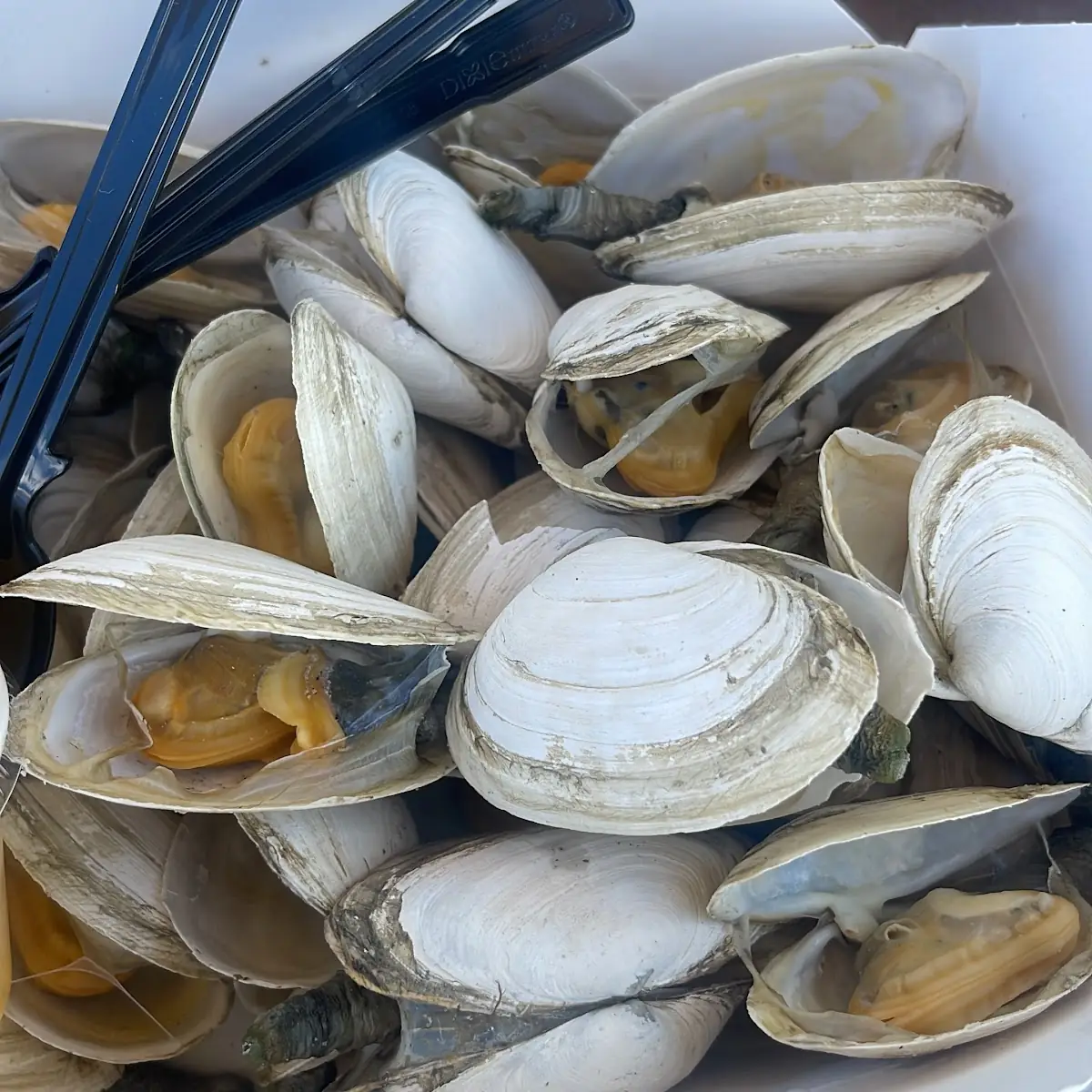 Steamed Clams