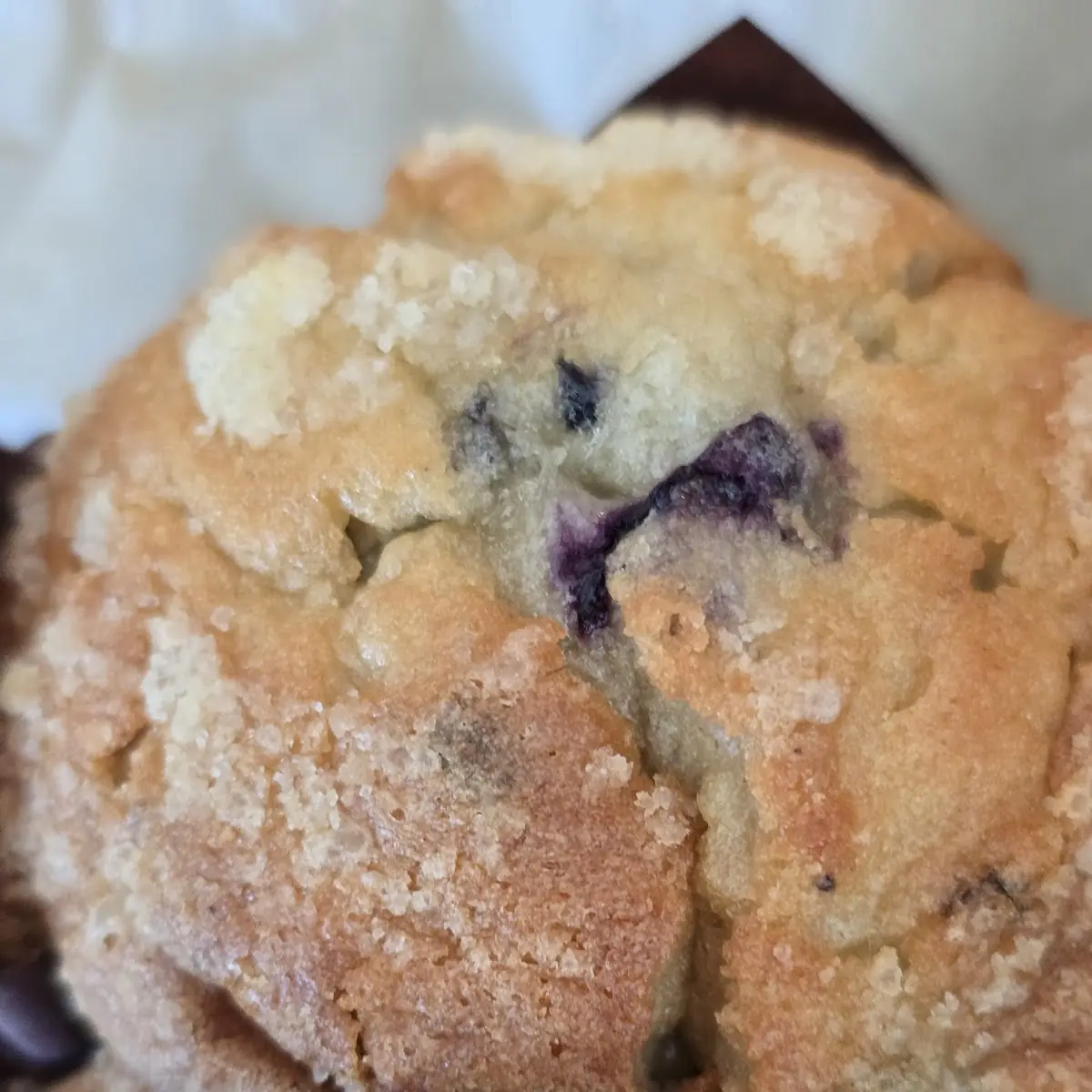 Blueberry Muffin