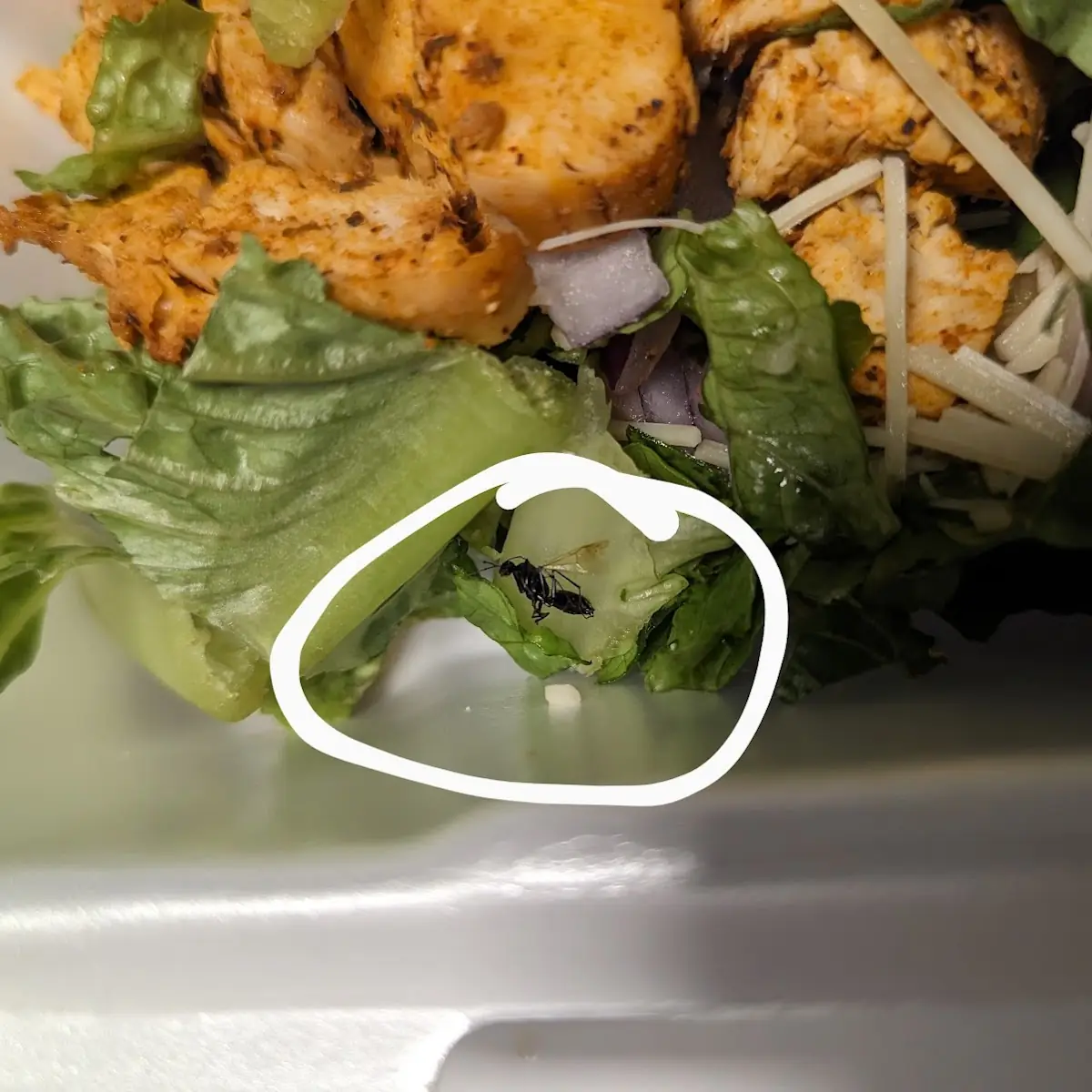 Salade César Caesar Salad with Chicken