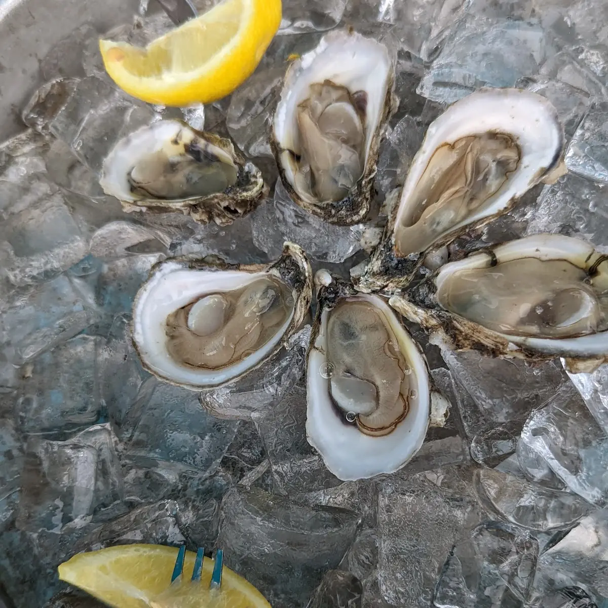 Dozen Raw Oysters on the Half Shell
