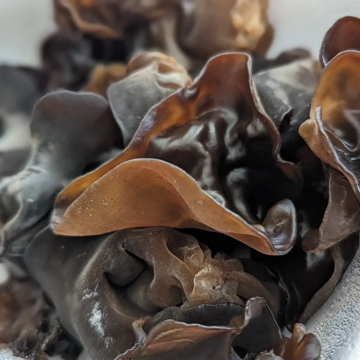 Wood Ear Mushroom Side