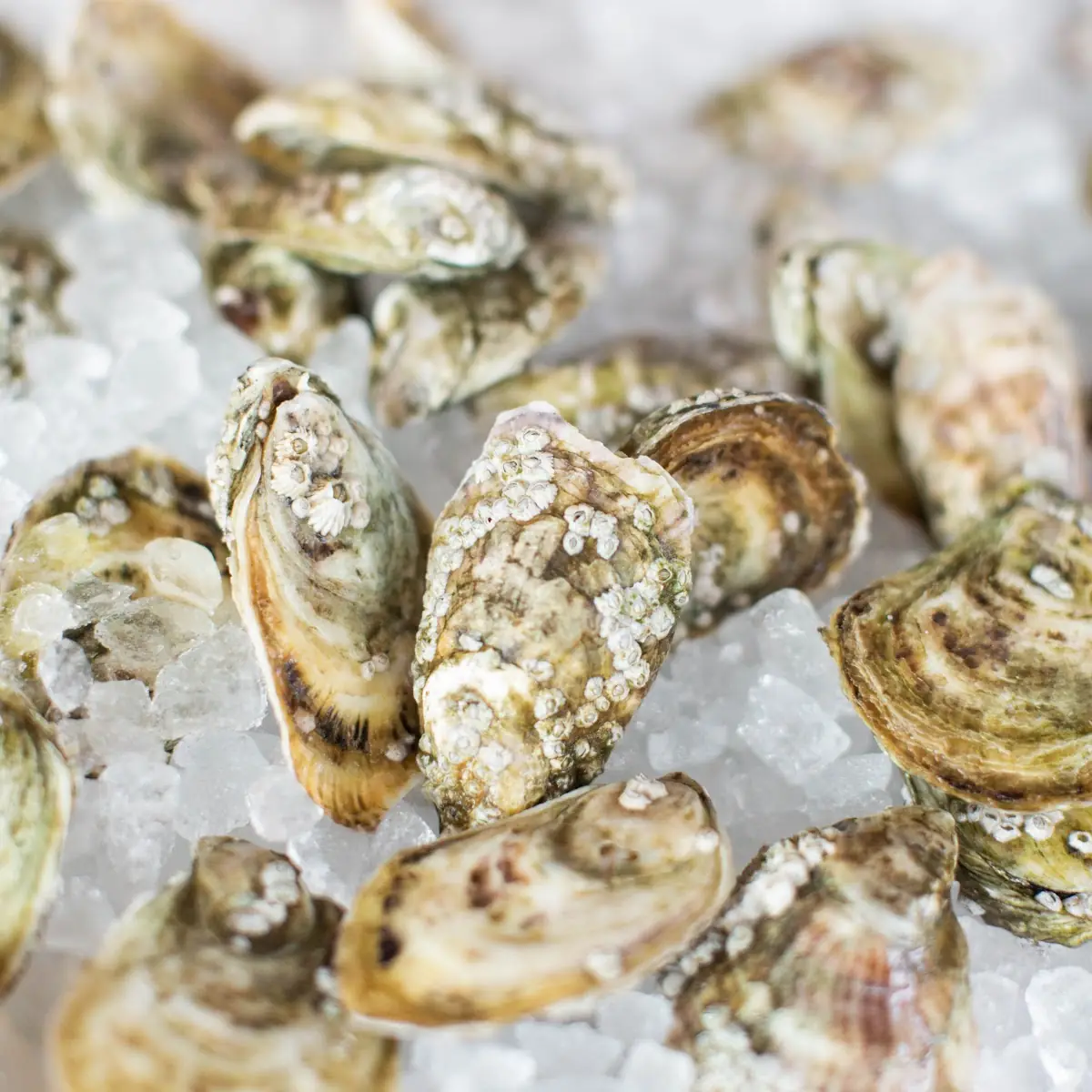 Oysters on the Half Shell