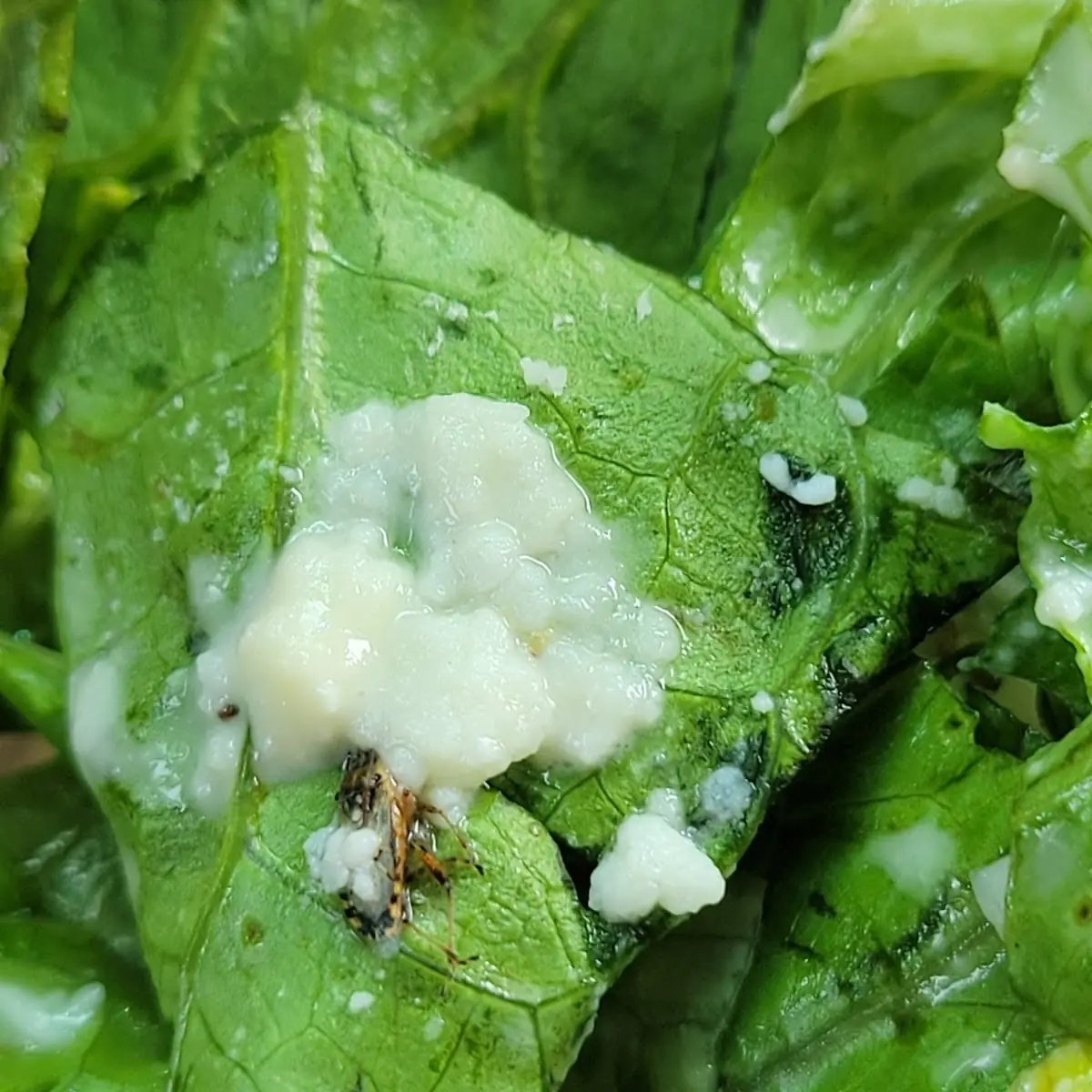 Cesar Salad