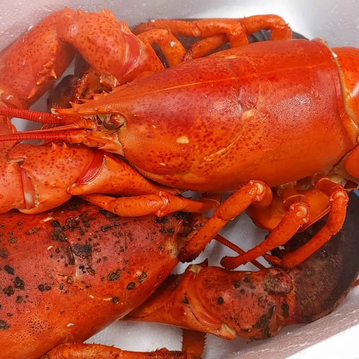 Boiled Lobster 3 5lb and 4 75lb